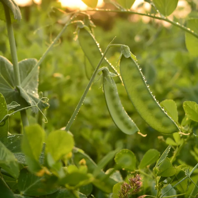 Grow Your Own Irish Garden