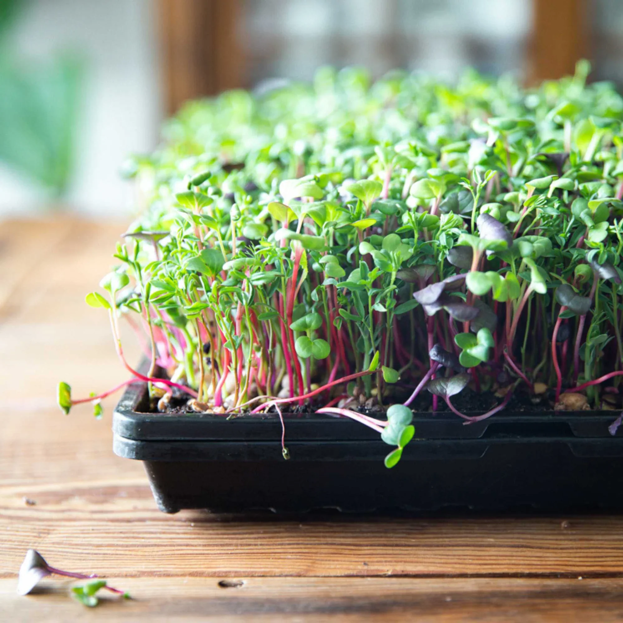 1020 Bootstrap Farmer Shallow Trays | Without Holes | Heavy Duty Microgreens Or Seedling Trays - Image 8