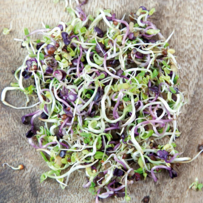 400ml Sprouting Jar with Metal Mesh Lid & Organic Spicy Salad Mix Seeds - Image 2