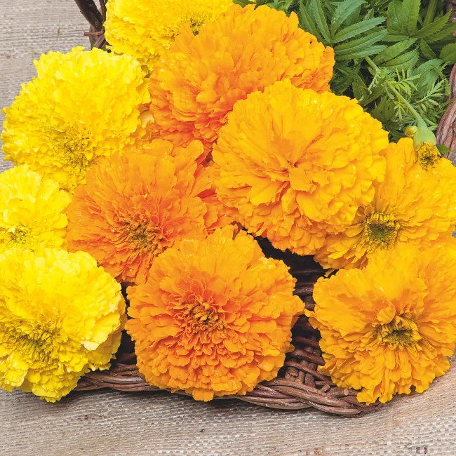 African Marigold: Sunset Giants Mixed Organic Seed