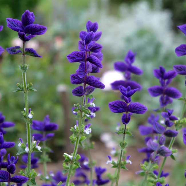 Annual Sage: Purple Organic Seed