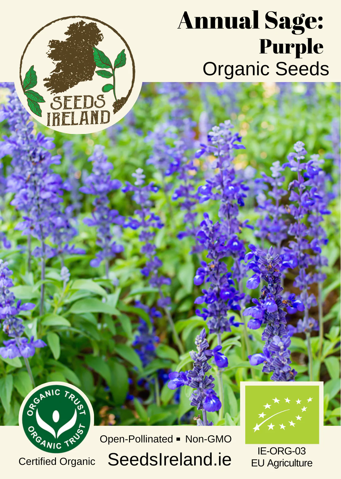 Annual Sage: Purple Organic Seed - Image 2