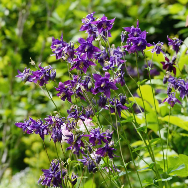 Aquilegia: Common Columbine Organic Seed