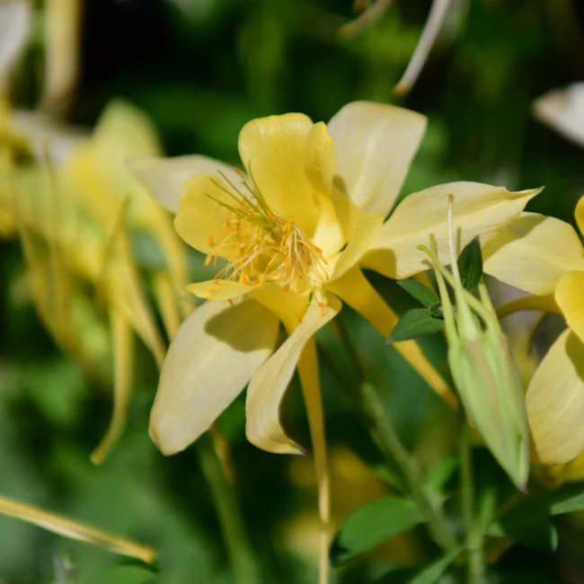 Aquilegia: Yellow Organic Seed
