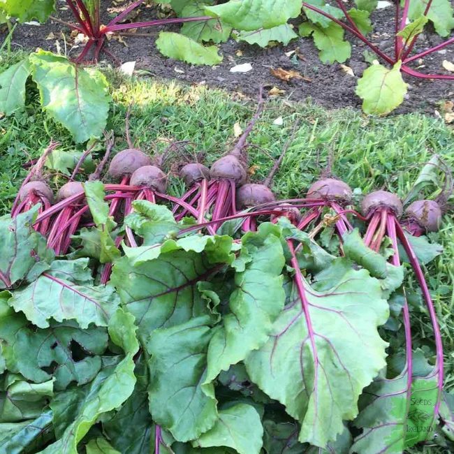 Beetroot: Egyptian Organic Seed - Image 3