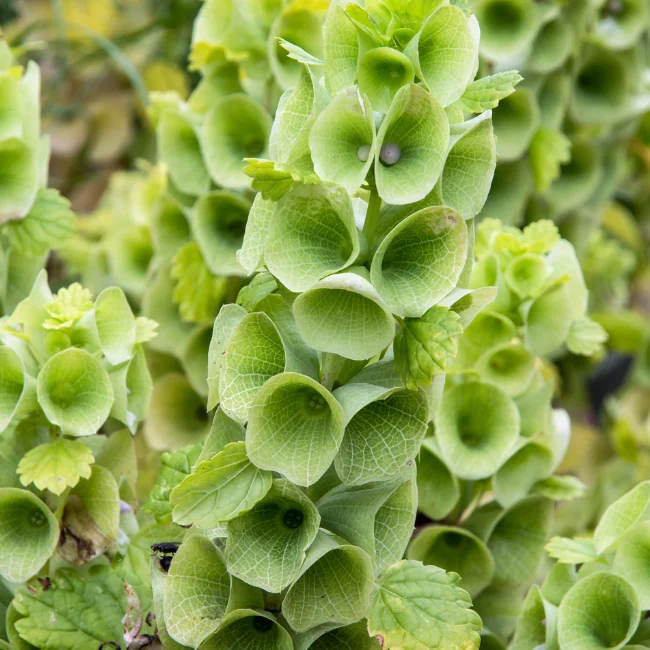 Bells Of Ireland Organic Seed