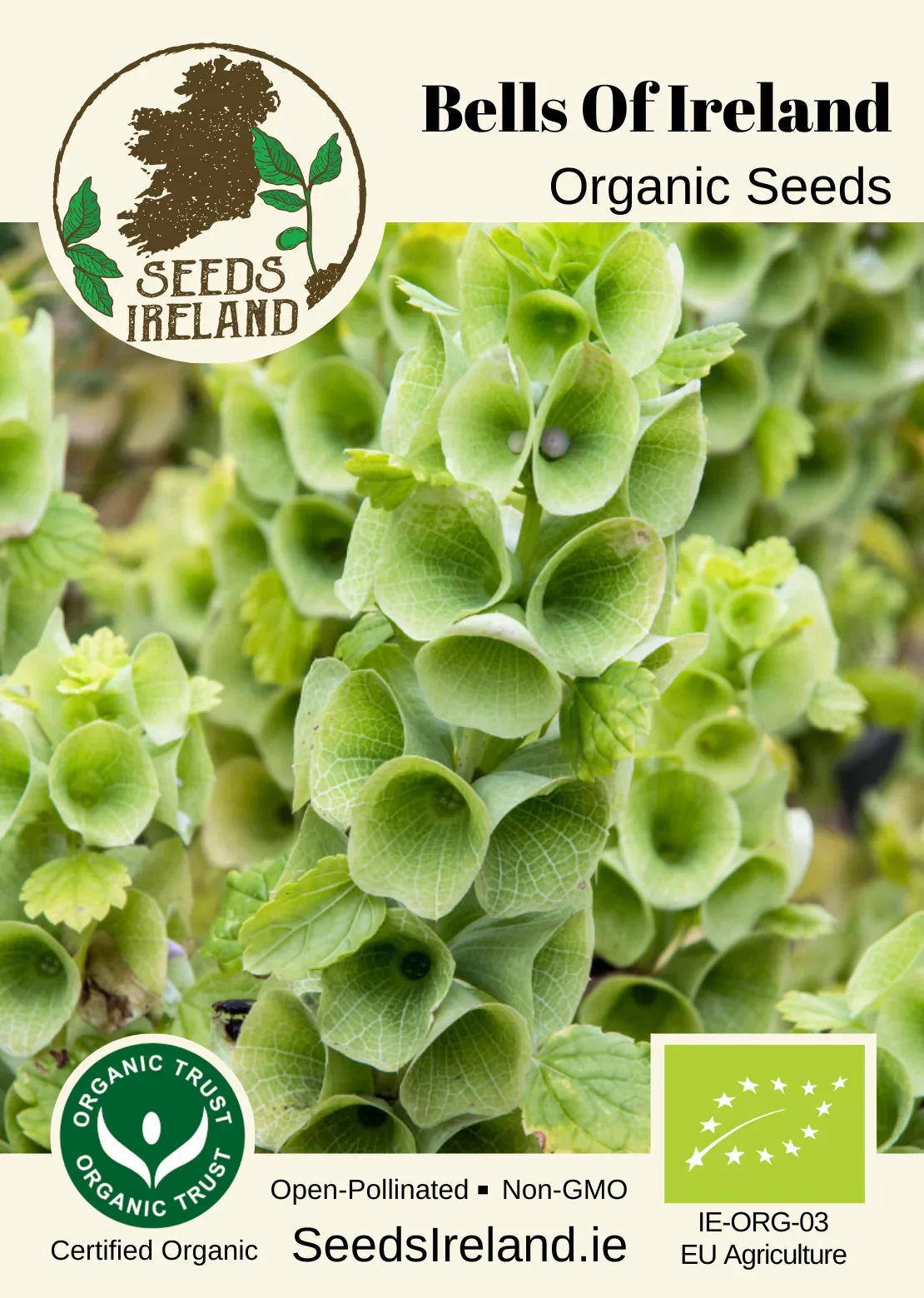 Bells Of Ireland Organic Seed - Image 2