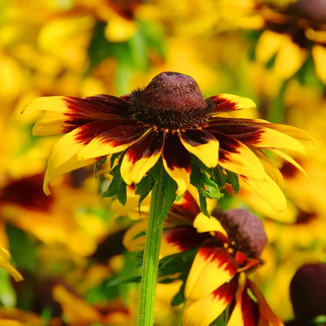 Black-eyed Susan Organic Seed