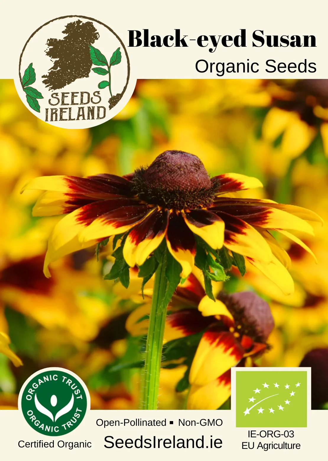 Black-eyed Susan Organic Seed - Image 2