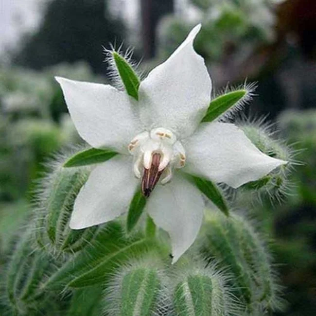 Borage: White Organic Seed - Image 3