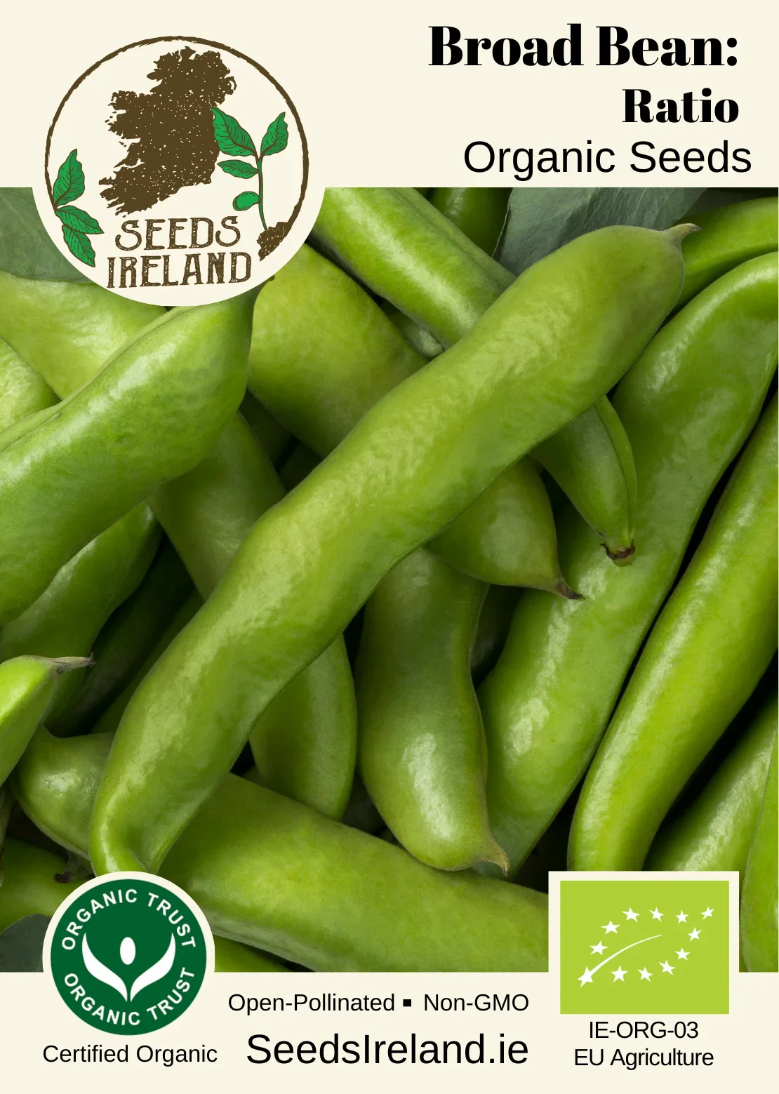Broad Bean: Ratio Organic Seed - Image 2