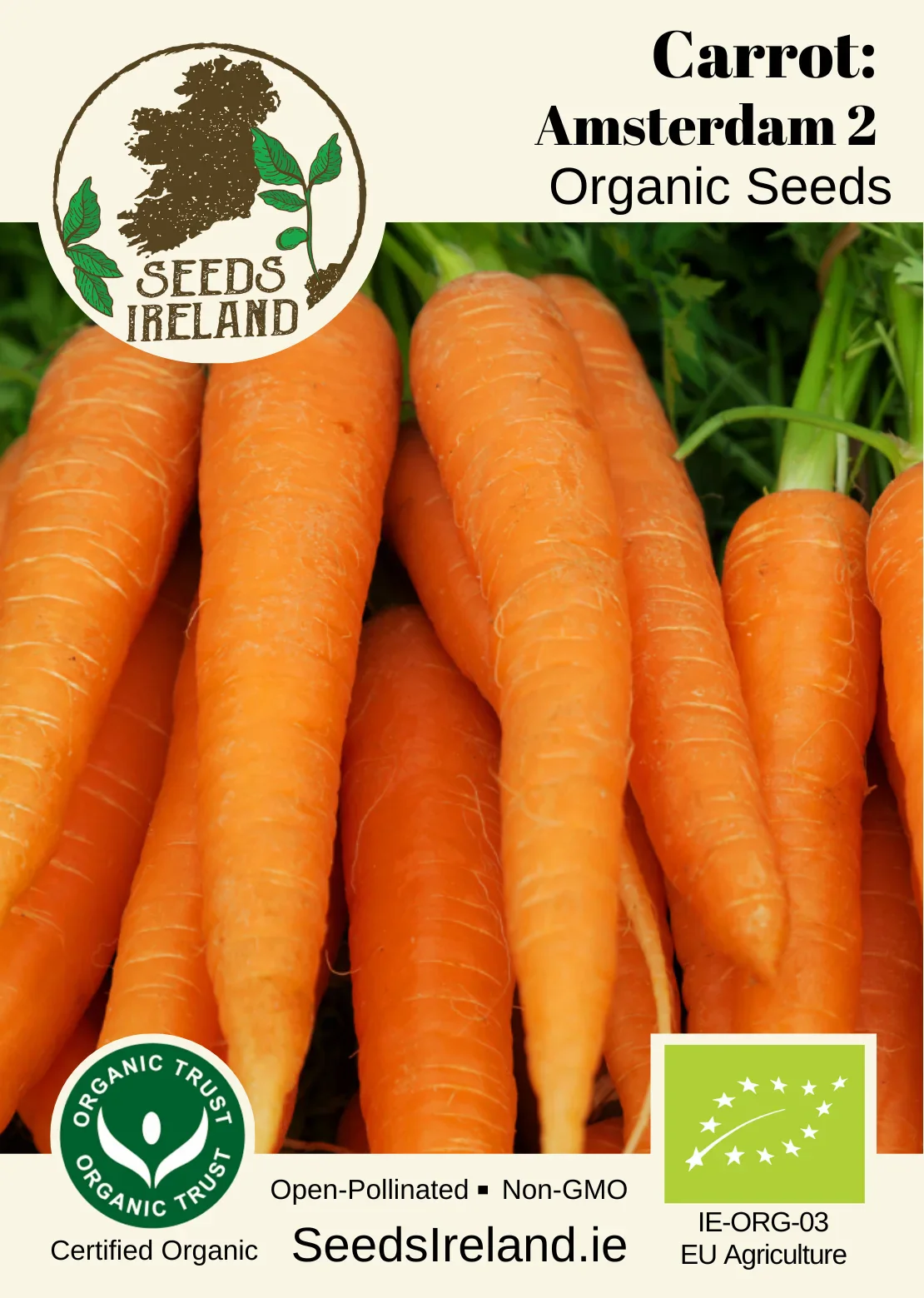 Carrot: Amsterdam 2 Organic Seed - Image 3