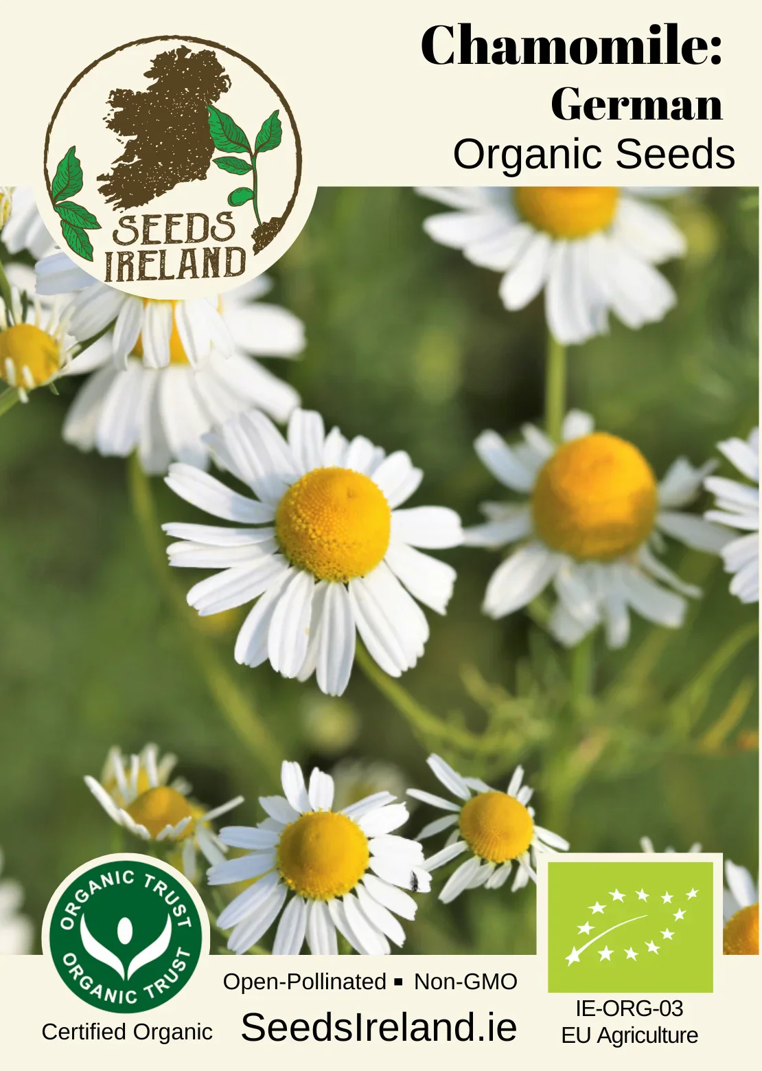 Chamomile: German Organic Seed - Image 2