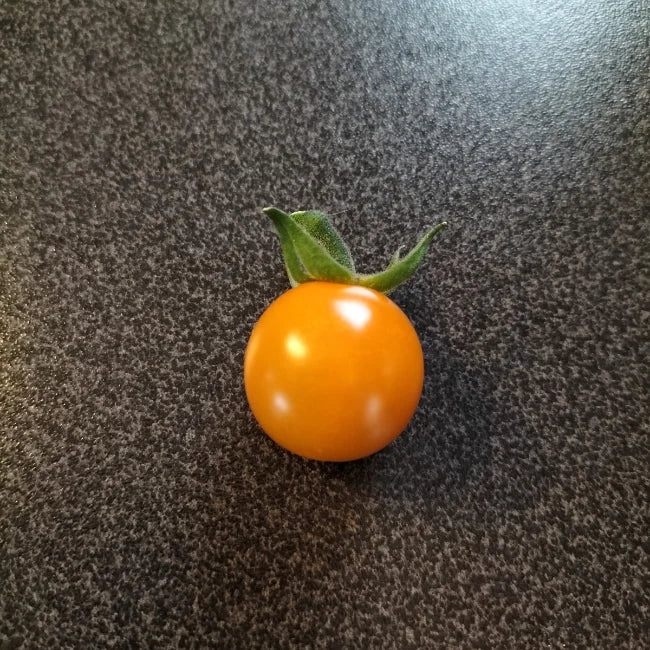 Cherry Tomato: Sungold Select II Seed - Image 3