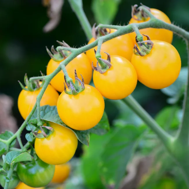 Cherry Tomato: Yellow Clementine Organic Seed