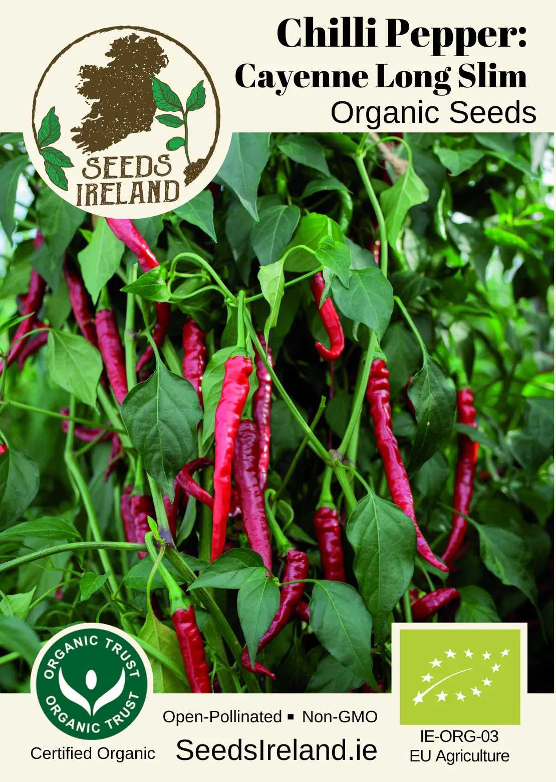 Chilli Pepper: Cayenne Long Slim Organic Seed - Image 2