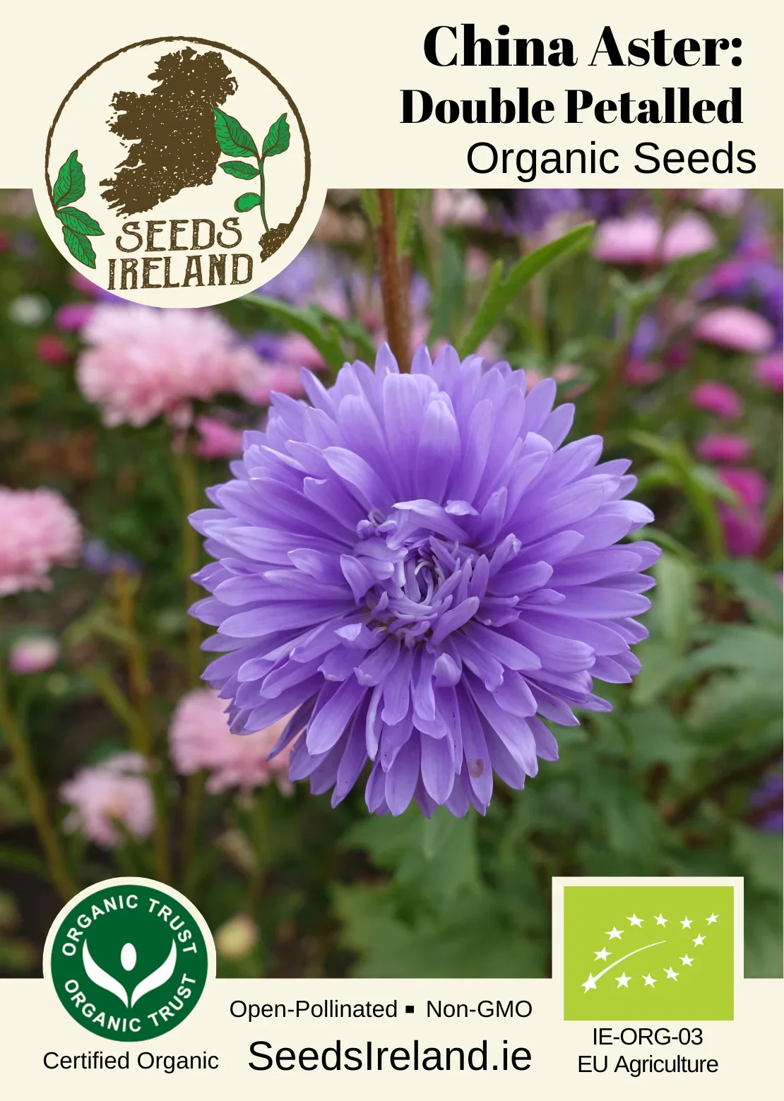 China Aster: Double Petalled Organic Seed - Image 2