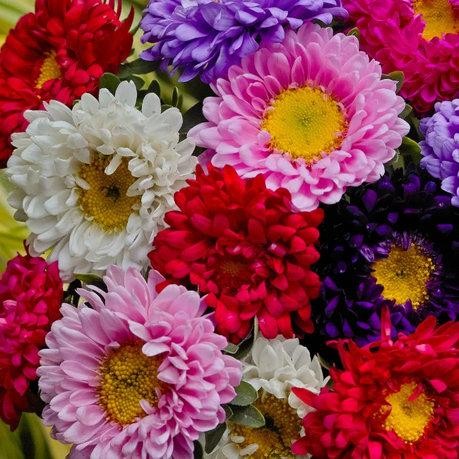China Aster: Matsumoto Mix Organic Seed