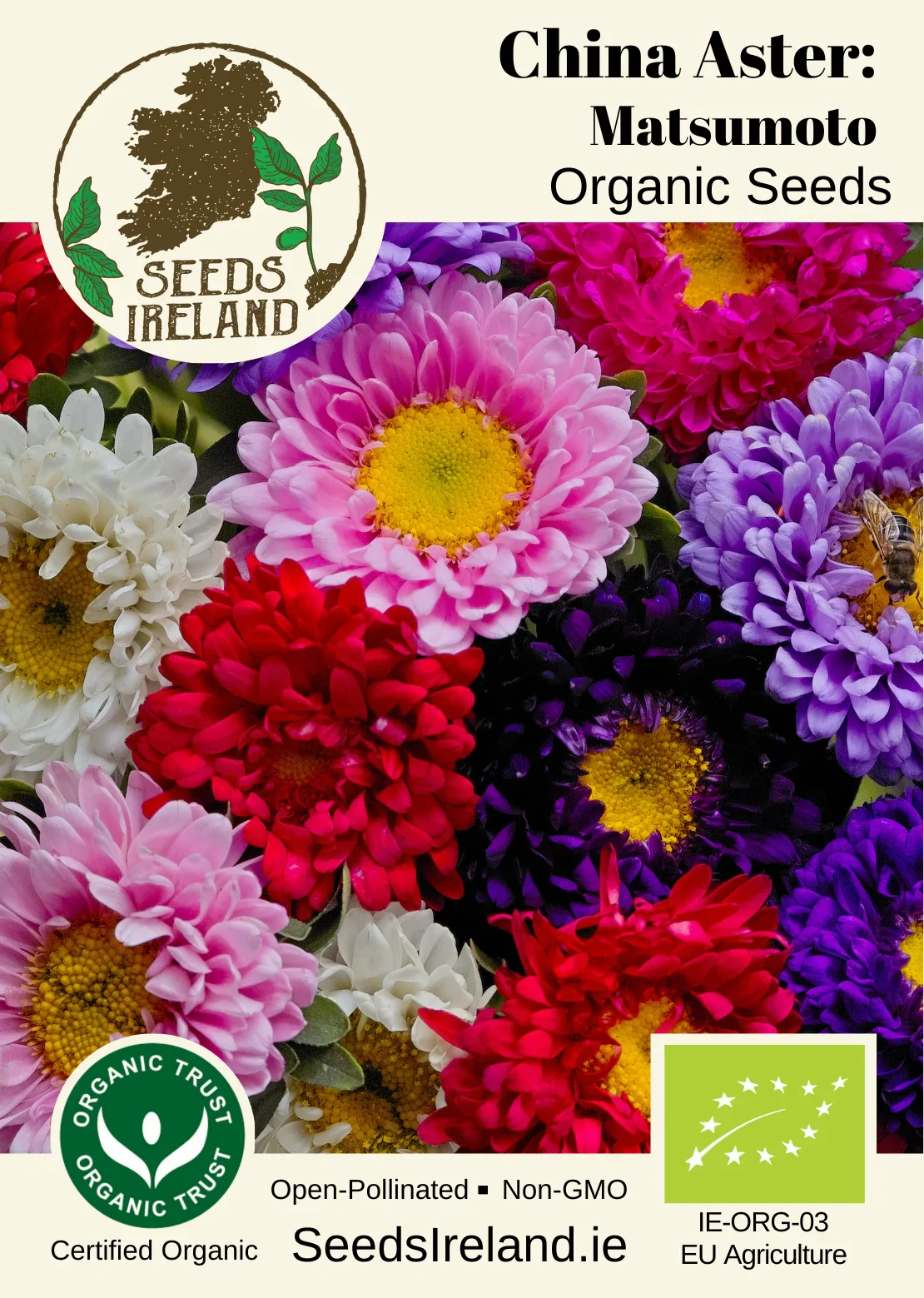 China Aster: Matsumoto Mix Organic Seed - Image 2