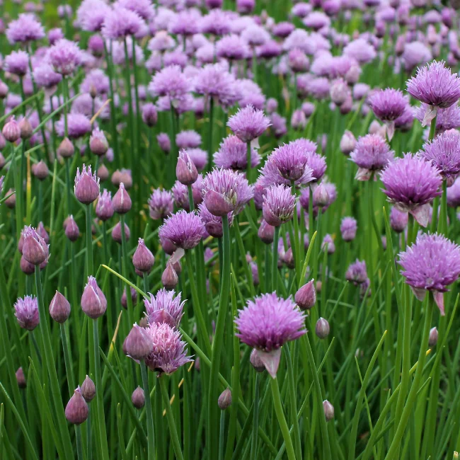 Chives Organic Seed