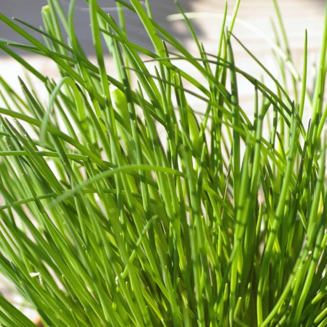 Chives Organic Seed - Image 3