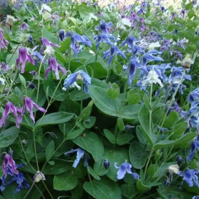 Clematis Organic Seed