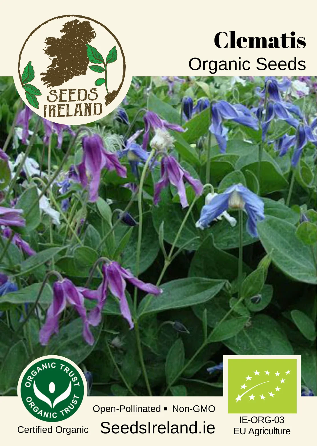 Clematis Organic Seed - Image 2
