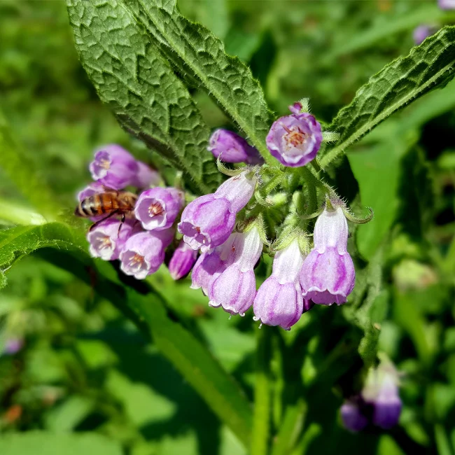 Comfrey Organic Seed