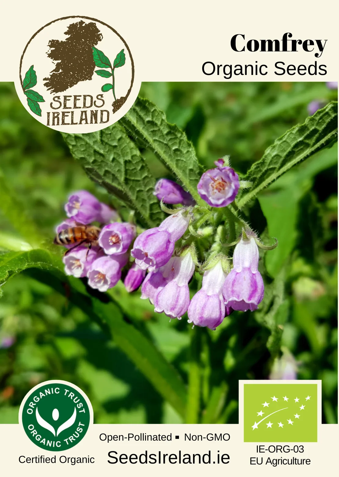 Comfrey Organic Seed - Image 2