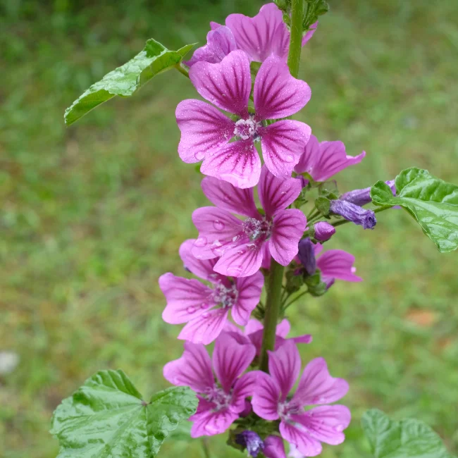 Common Mallow Organic Seed