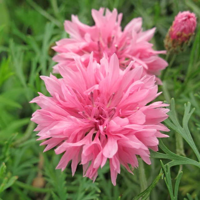 Cornflower: Barbara Organic Seed
