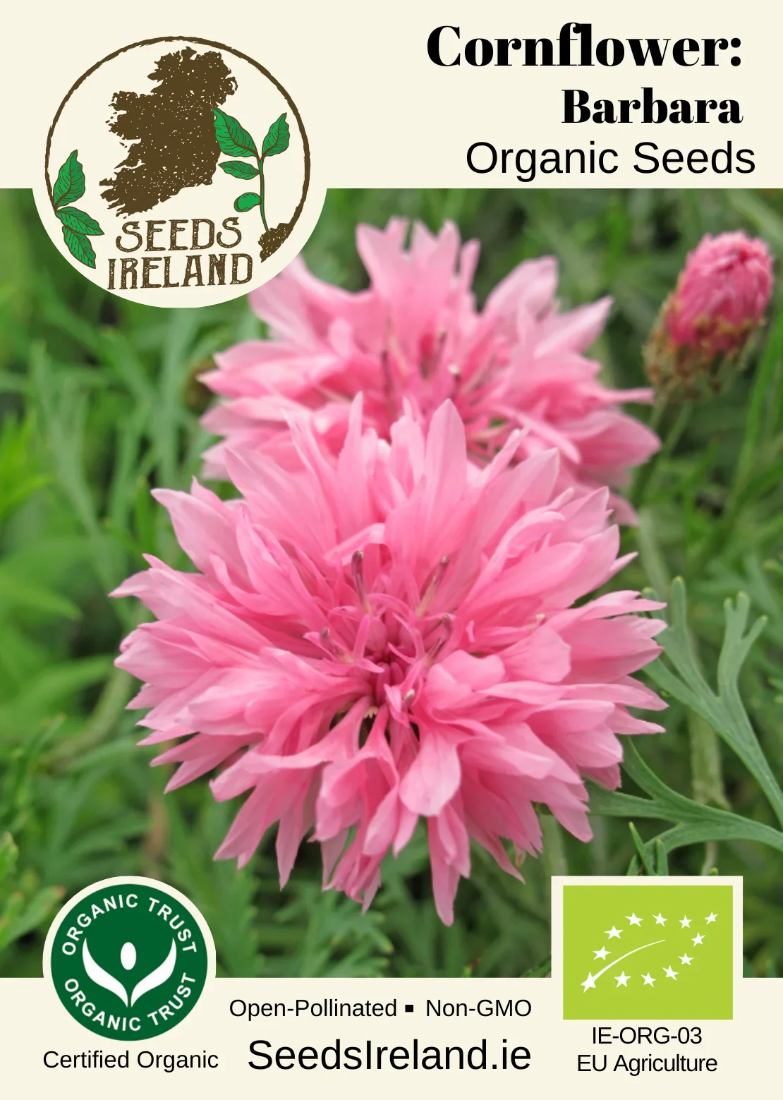 Cornflower: Barbara Organic Seed - Image 2