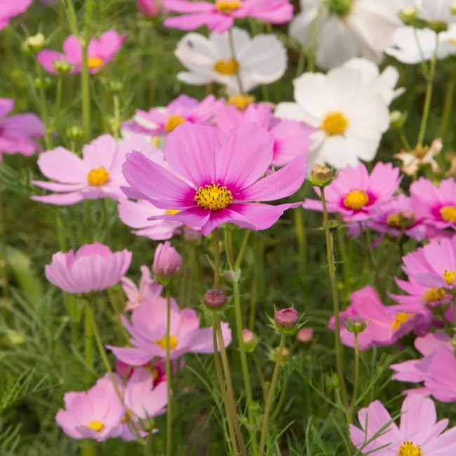 Cosmos: Mixed Organic Seed - Image 3