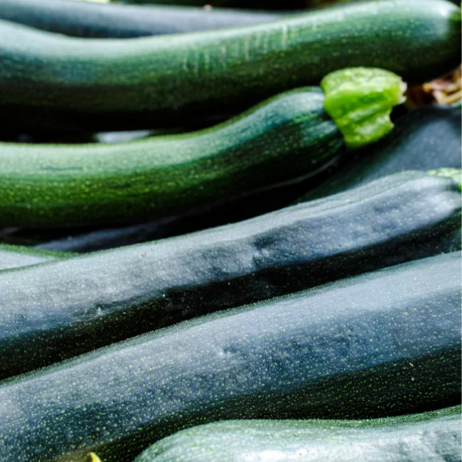 Courgette: Black Beauty Organic Seed