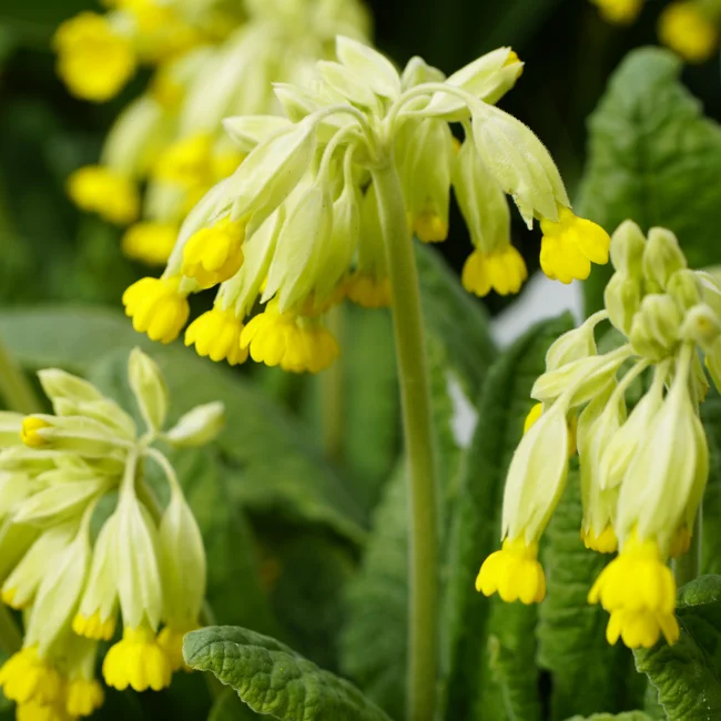Cowslip Primrose Organic Seed