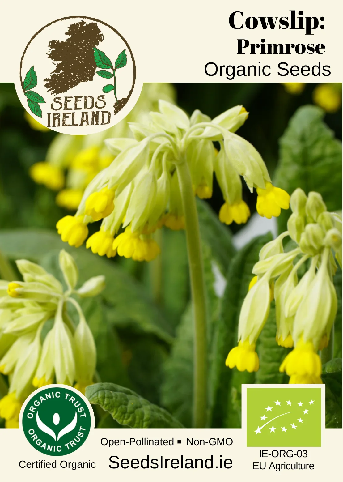 Cowslip Primrose Organic Seed - Image 2