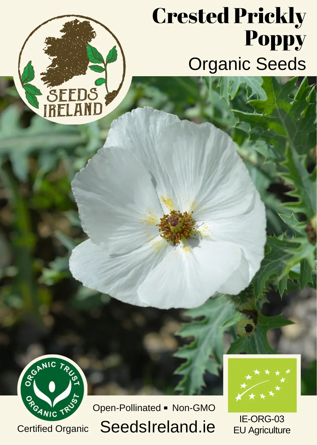 Crested Prickly Poppy Organic Seed - Image 2