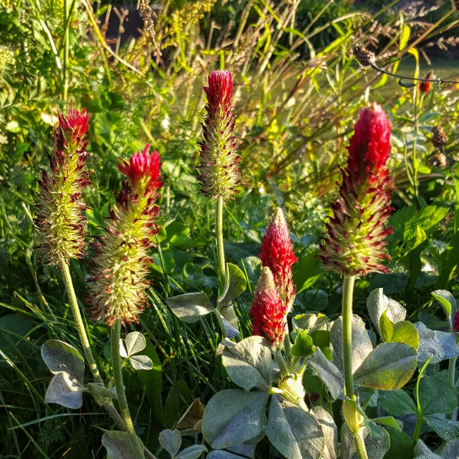 Crimson Clover Organic Seed - Image 2