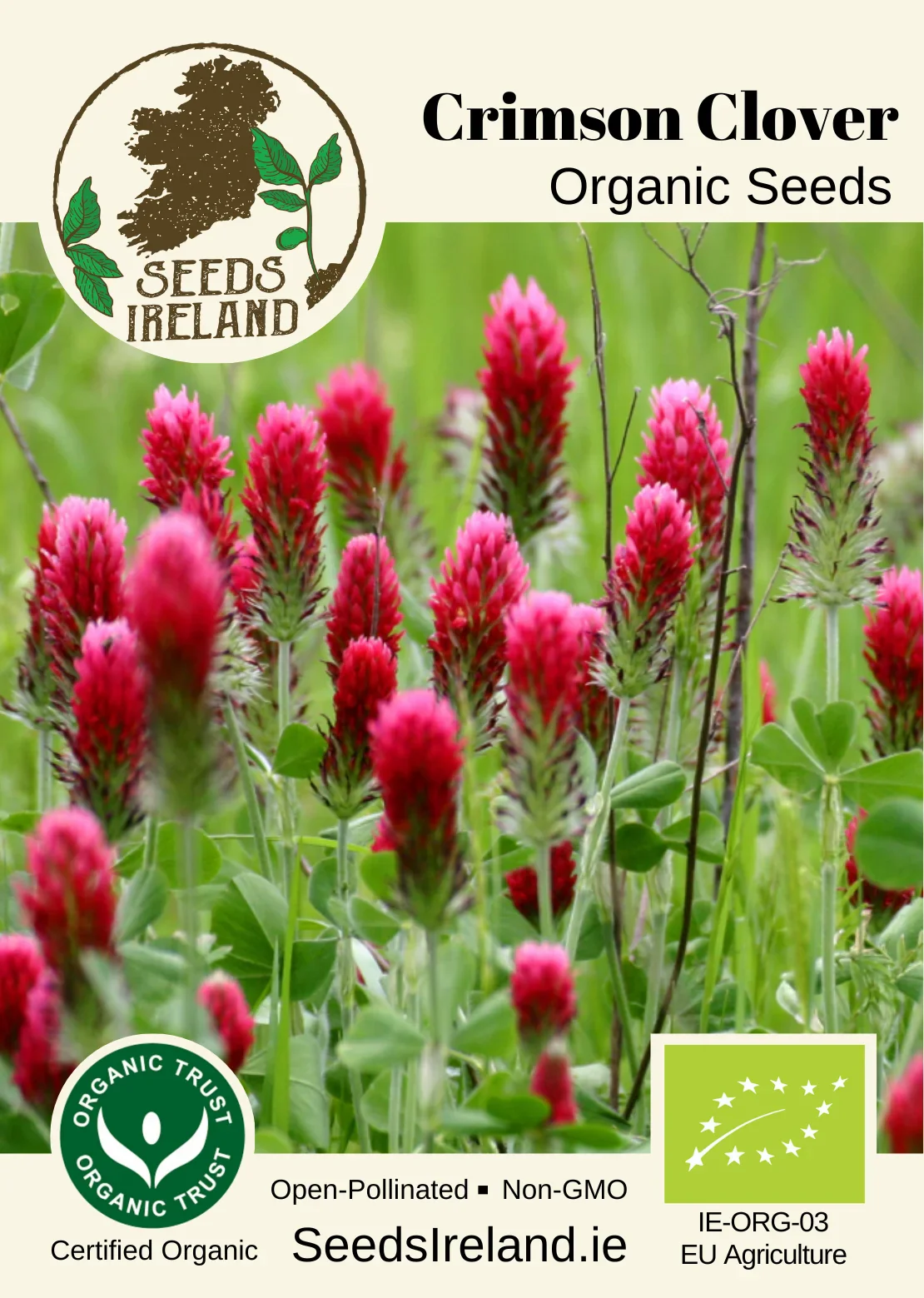 Crimson Clover Organic Seed - Image 3