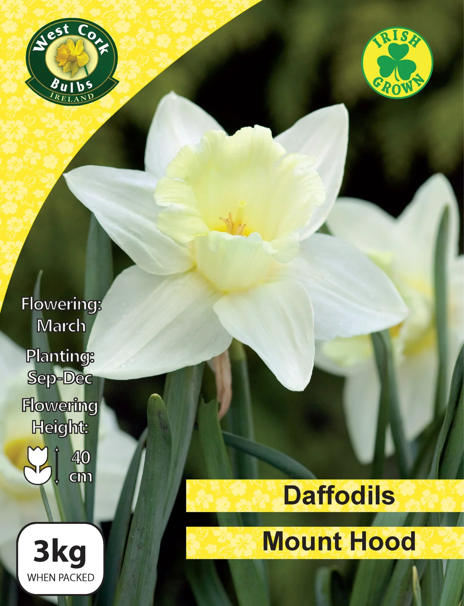 Daffodil Bulbs: Mount Hood White - Image 2