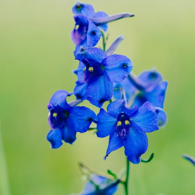 Delphinium: Siberian Larkspur Organic Seed