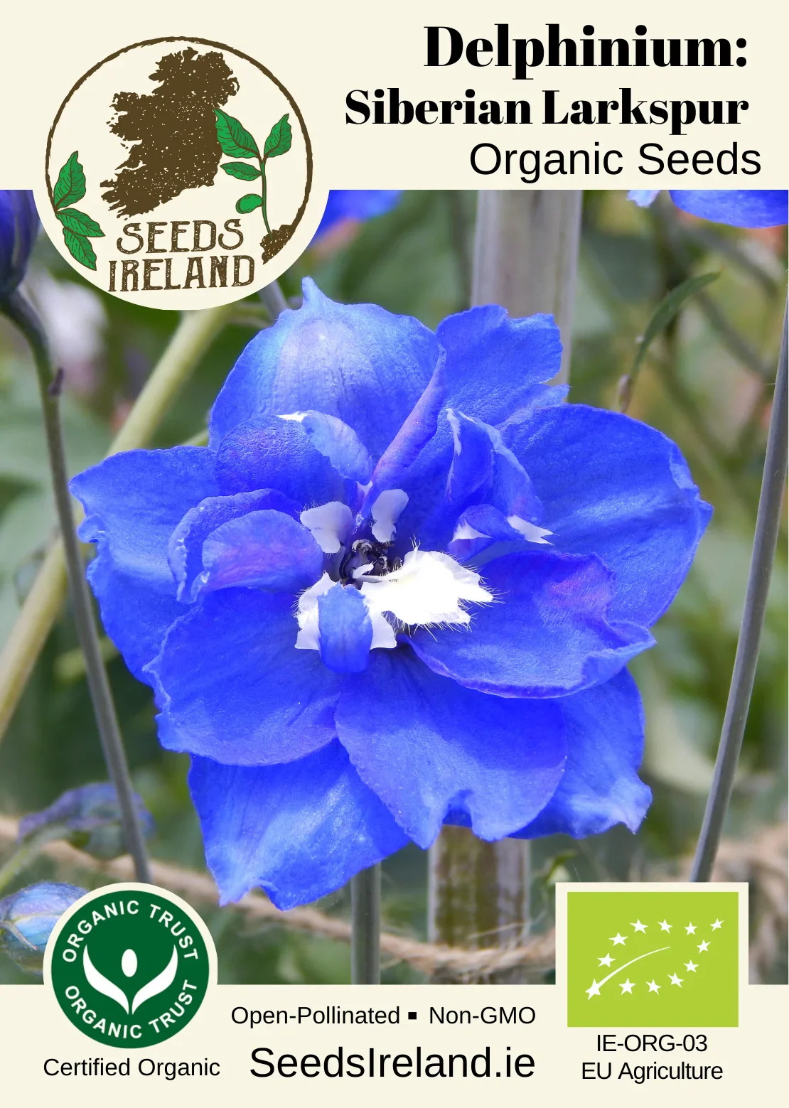 Delphinium: Siberian Larkspur Organic Seed - Image 2