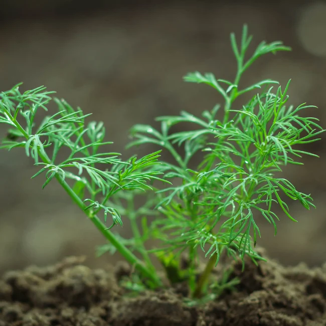 Dill Organic Seed - Image 3