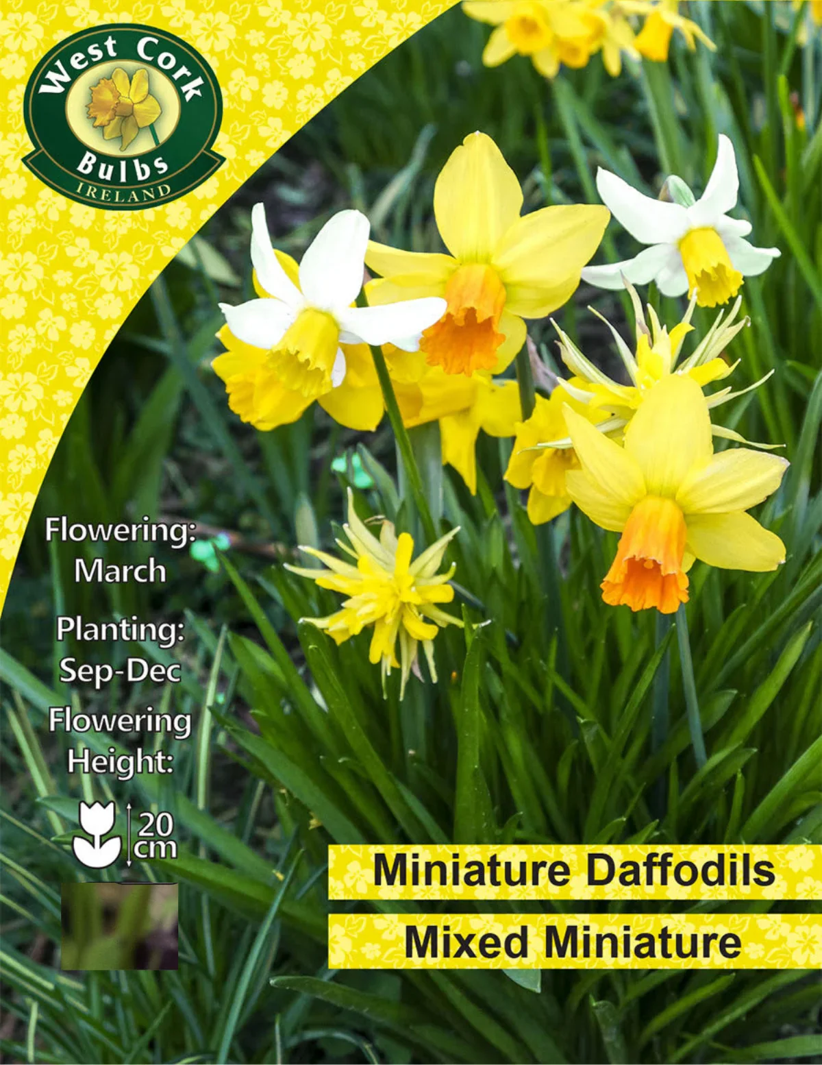Dwarf Daffodil Bulbs: Mixed Varieties