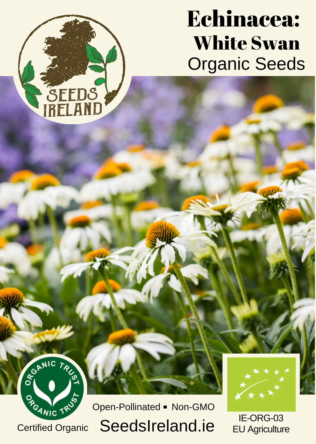Echinacea: White Swan Organic Seed - Image 2