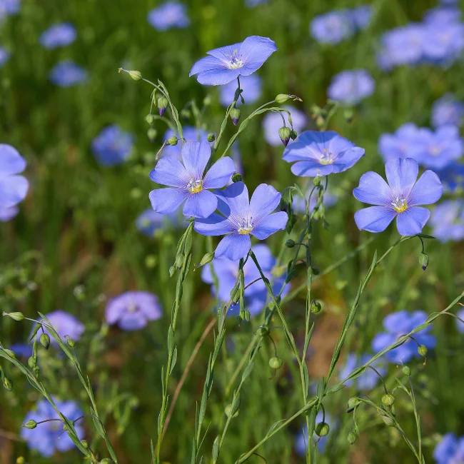 Flax: Blue Organic Seed