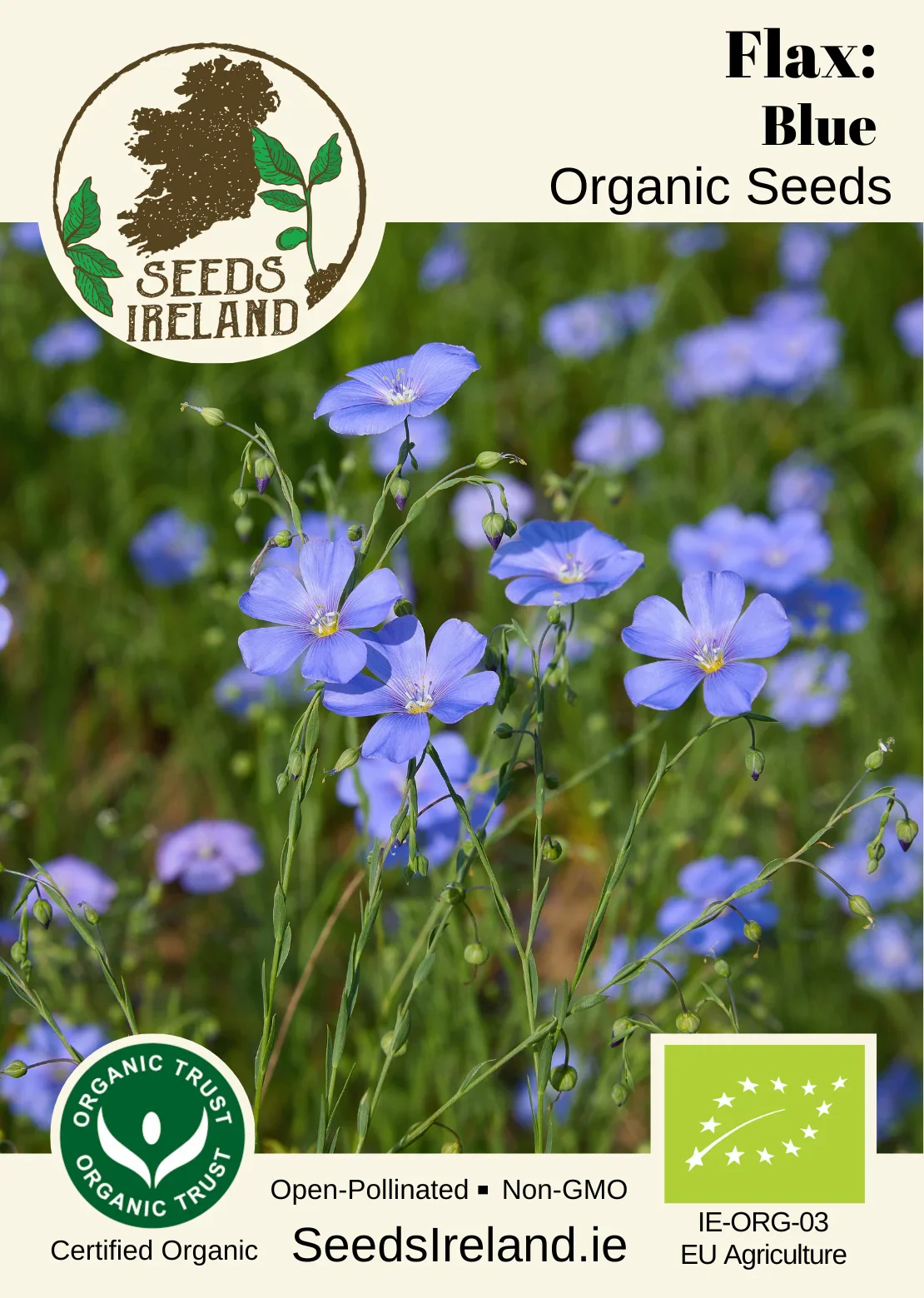 Flax: Blue Organic Seed - Image 2
