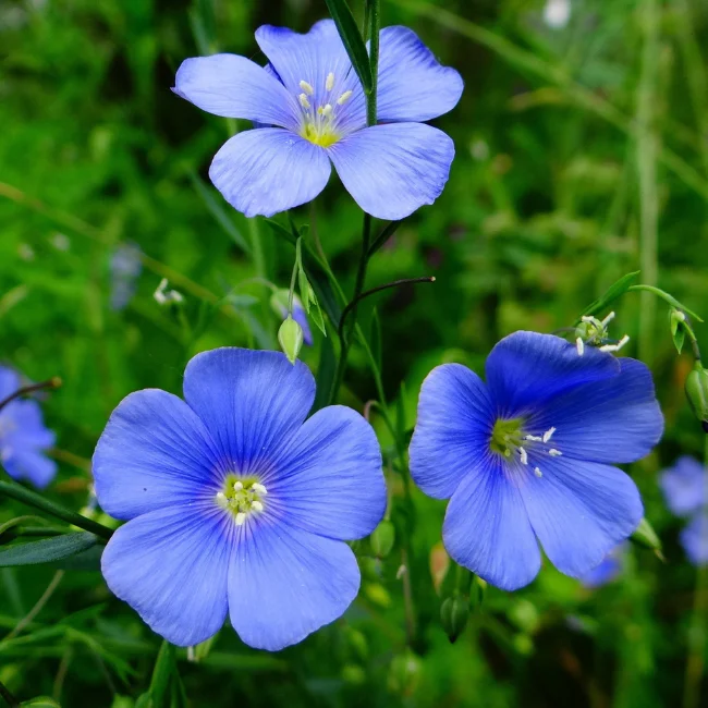 Flax: Blue Organic Seed - Image 3
