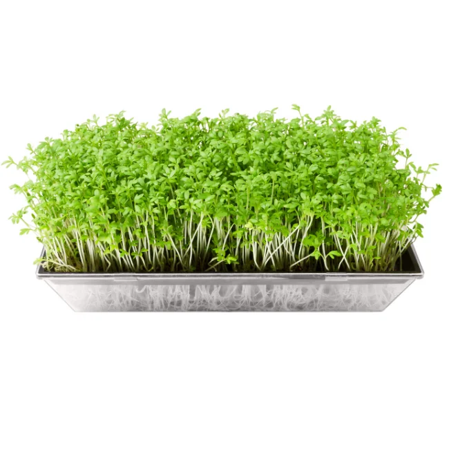 Garden Cress: Cressida Organic Seed - Image 3