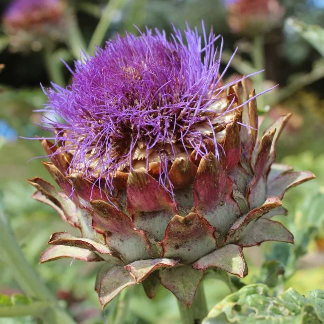 Globe Artichoke: Imperial Star Organic Seed